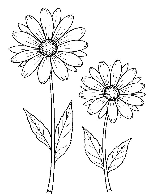 Aster flower close-up coloring page